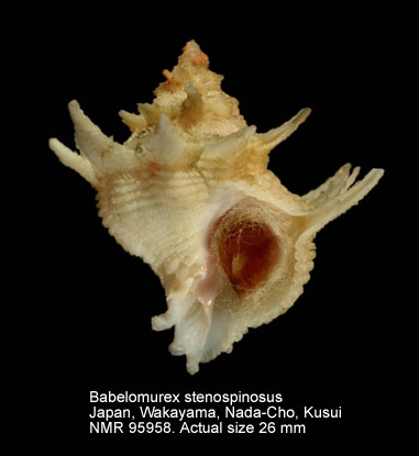 Babelomurex stenospinosus.jpg - Babelomurex stenospinosus (Kuroda,1961)